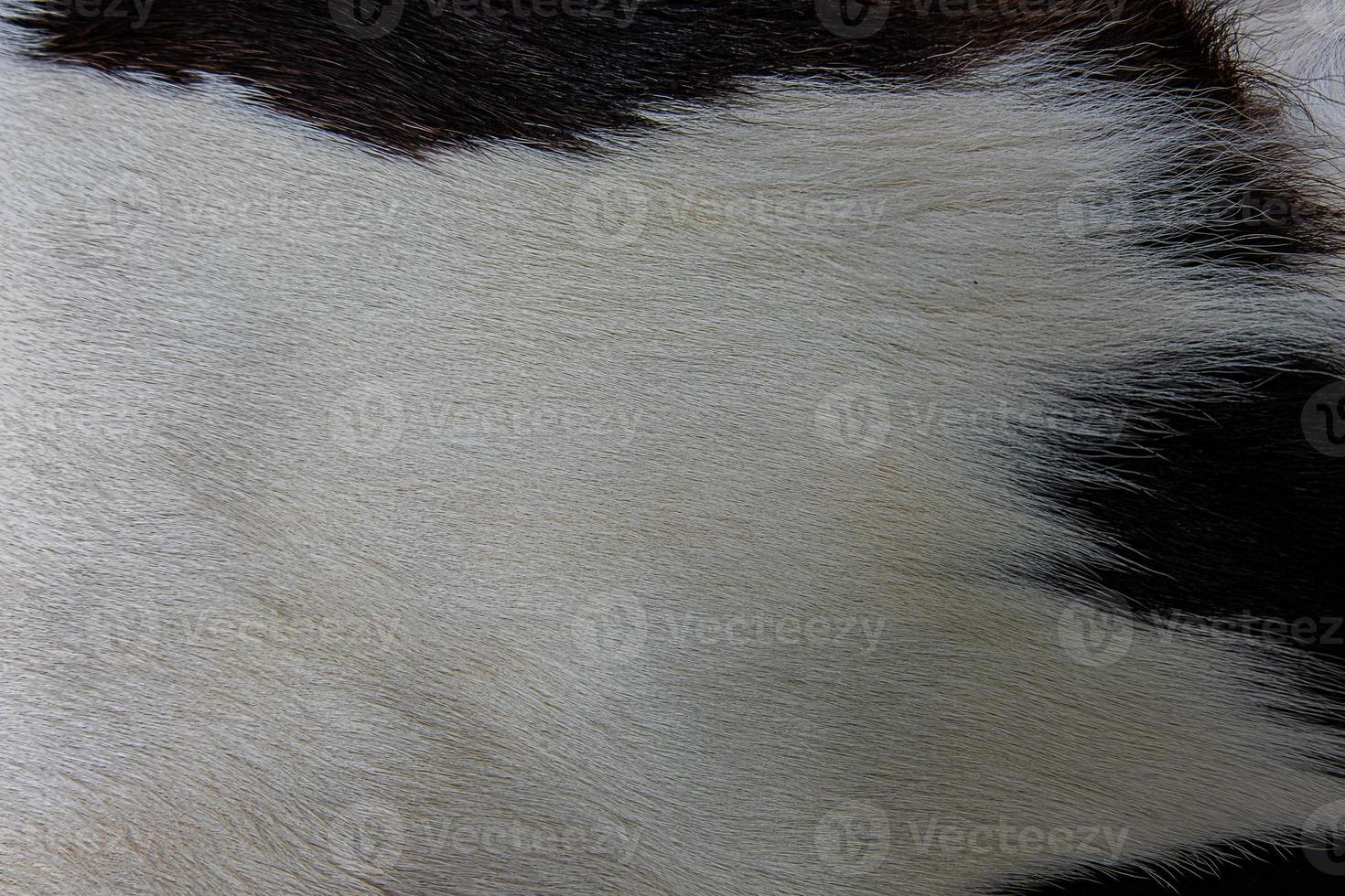 manteau en peau de vache marron avec fourrure noir taches blanches et brunes photo