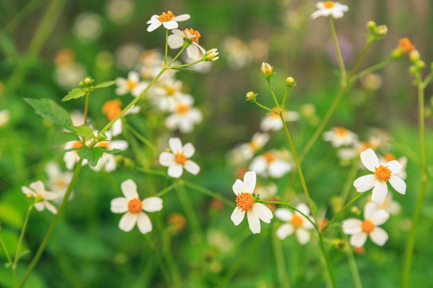 fleurs marguerites en été printemps été naturel photo