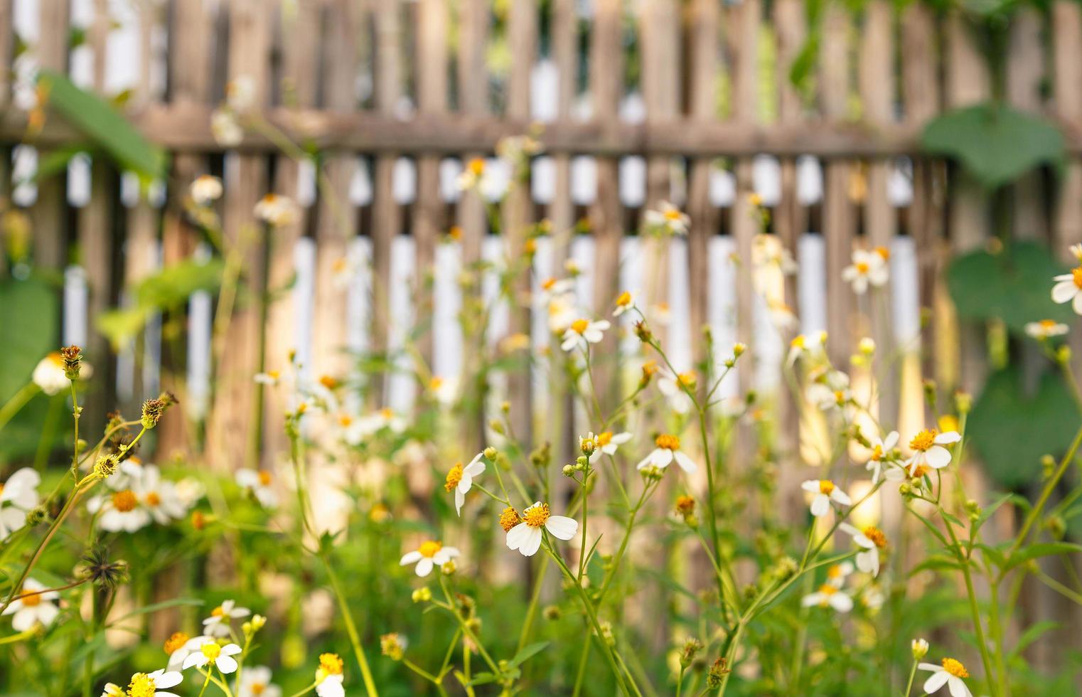 fleurs marguerites en été printemps été naturel photo