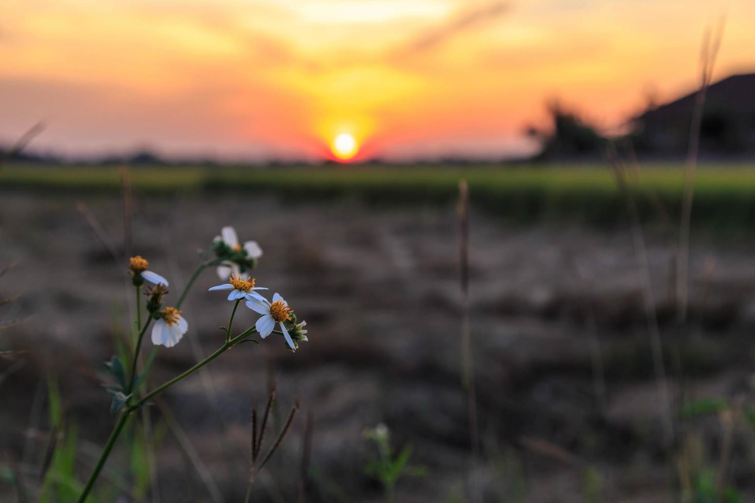 le fond de fleurs et de coucher de soleil photo