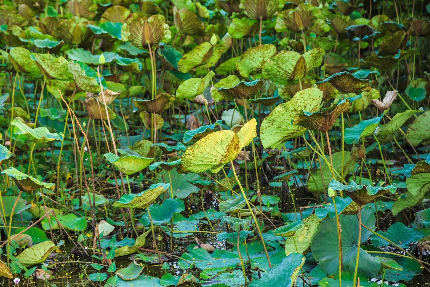 arbre de lotus et fond de feuille de lotus photo