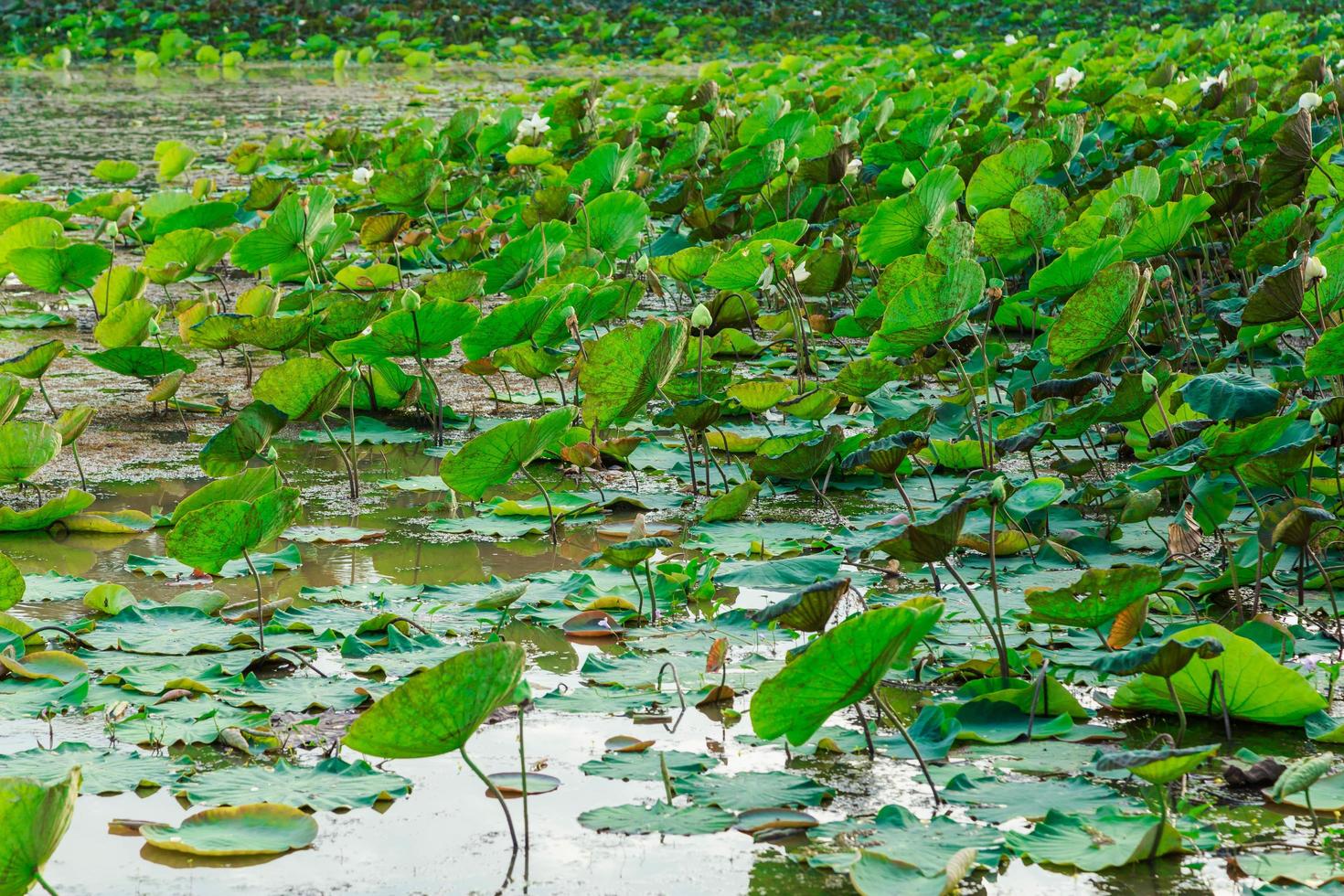 champs de lotus au bord de la rivière photo