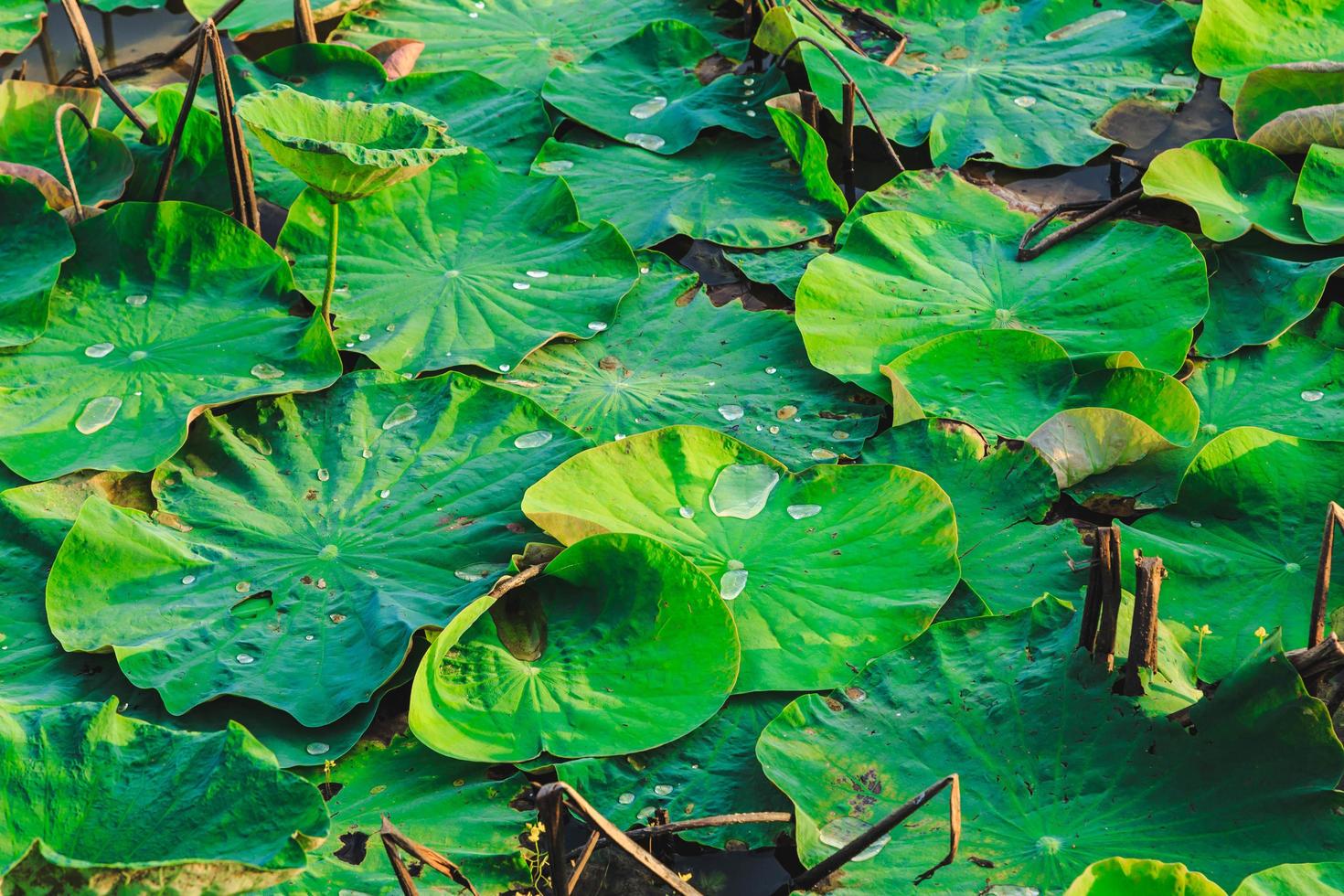 arbre de lotus et fond de feuille de lotus photo