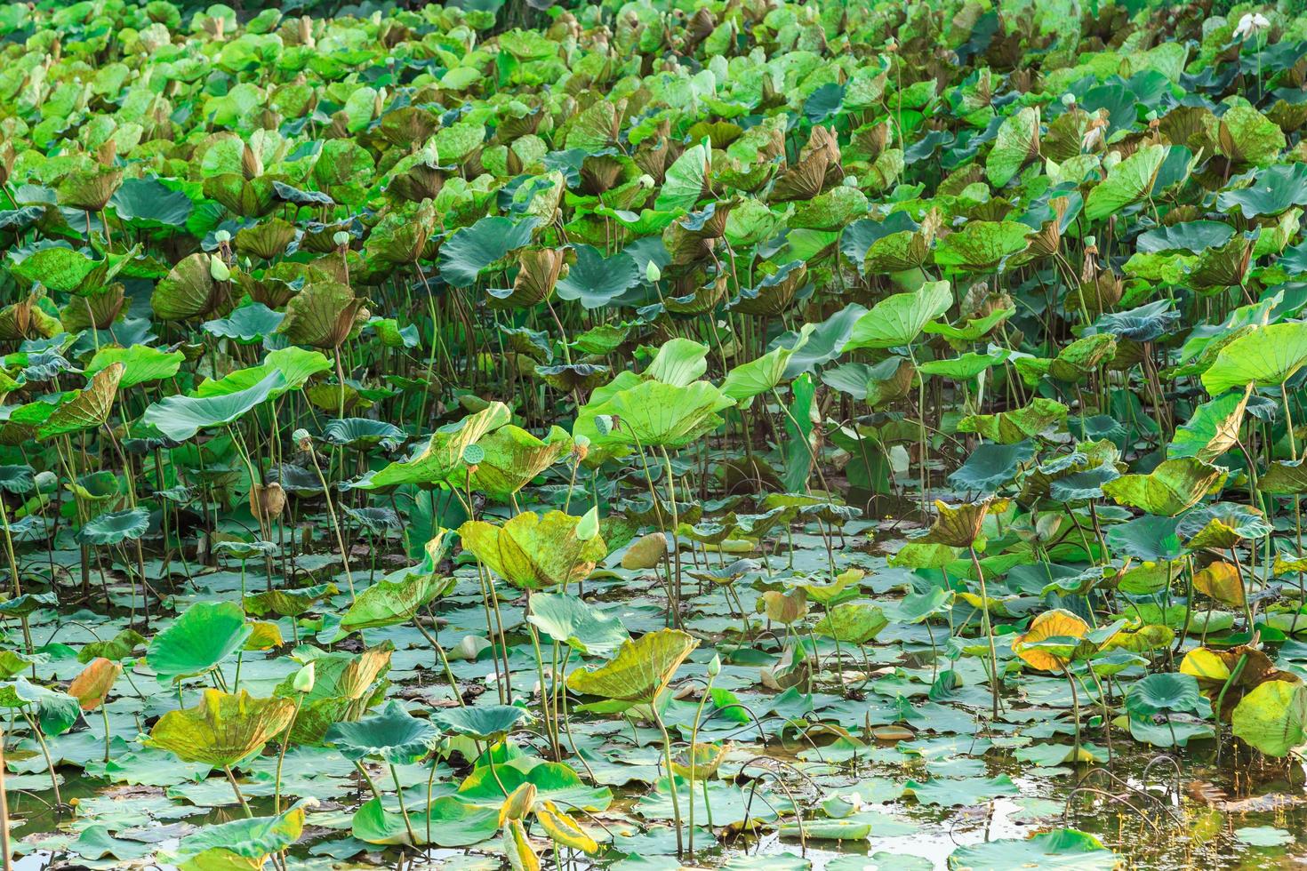 arbre de lotus et fond de feuille de lotus photo