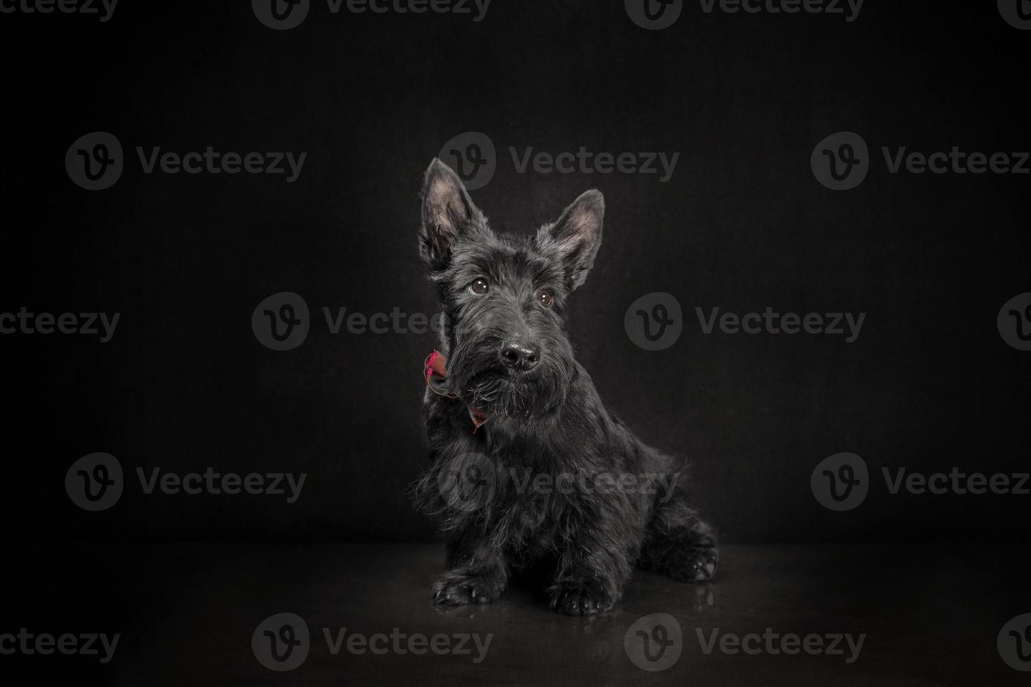 Chiot terrier écossais noir sur fond sombre photo