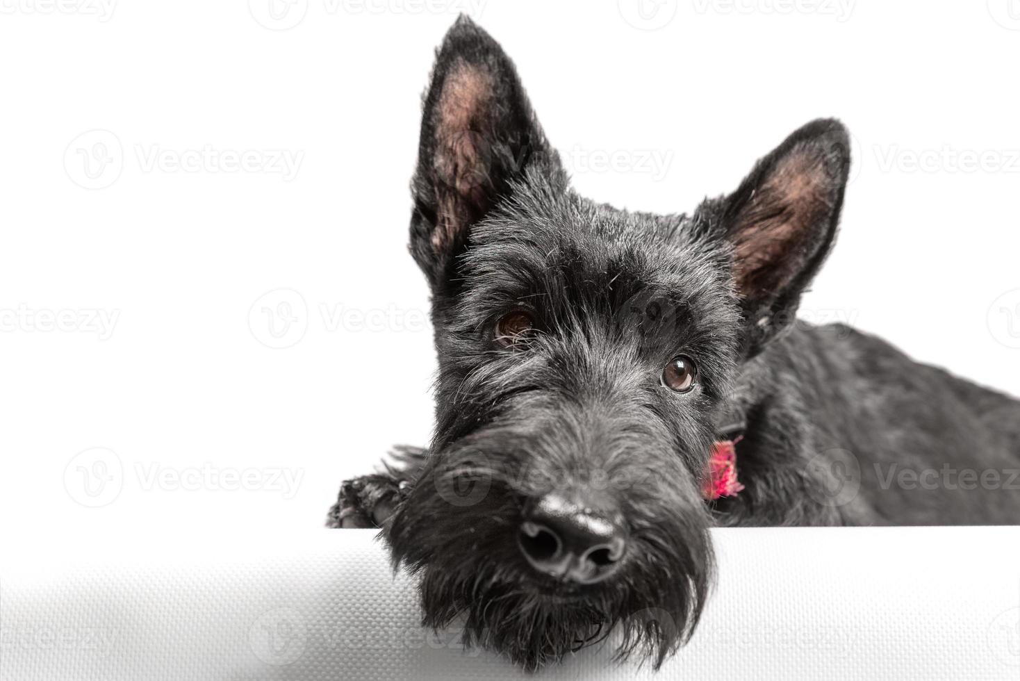 Chiot terrier écossais noir sur fond blanc photo