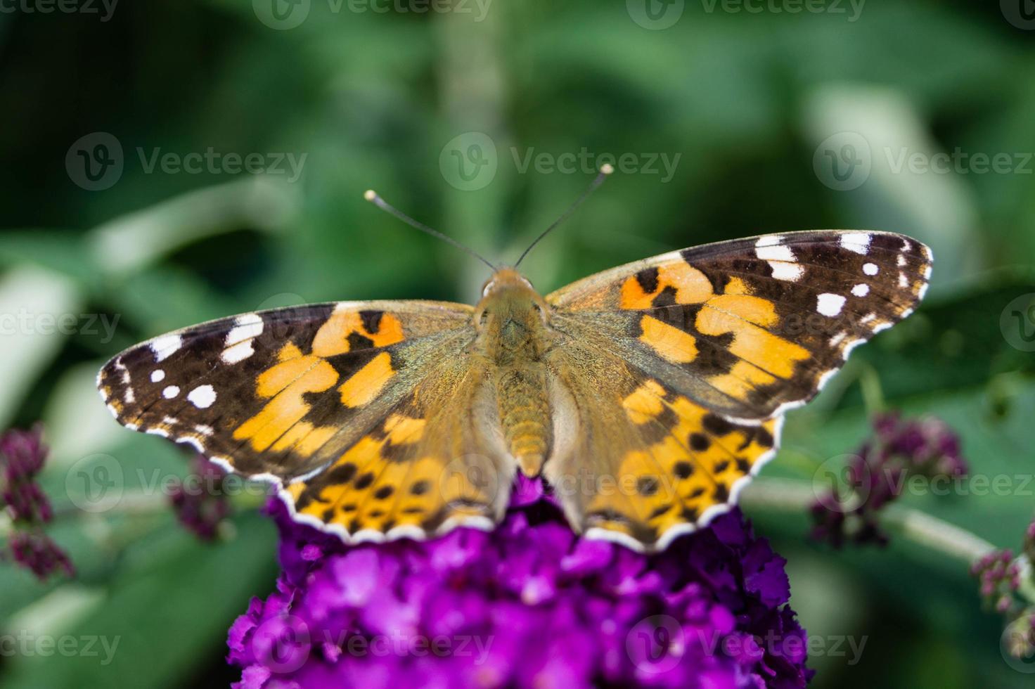 papillon vanessa cardui ou cynthia cardui dans le jardin photo