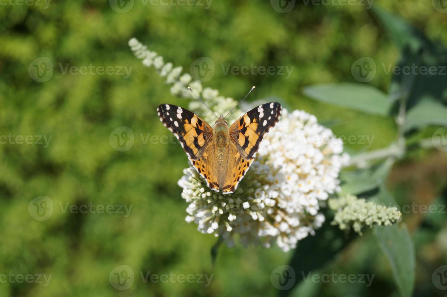 papillon vanessa cardui ou cynthia cardui dans le jardin photo