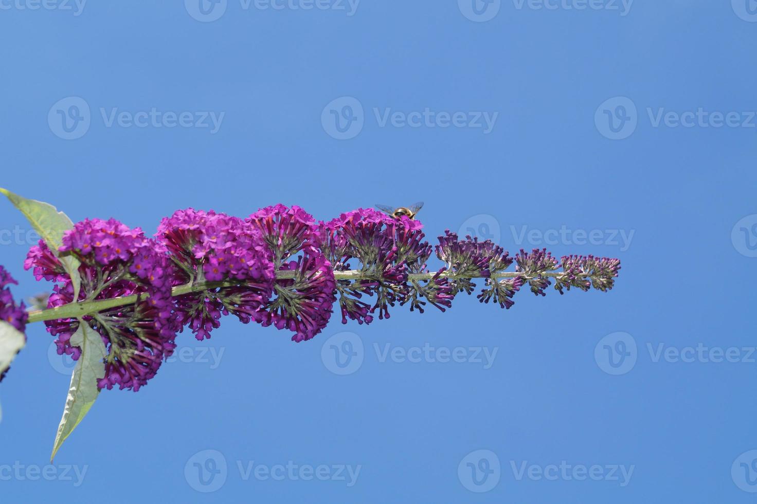 buddleja davidii le buisson aux papillons photo