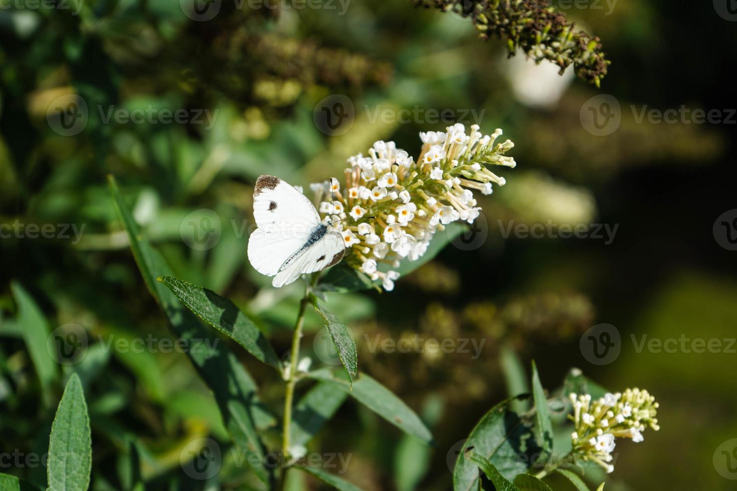 buddleja davidii le buisson aux papillons photo