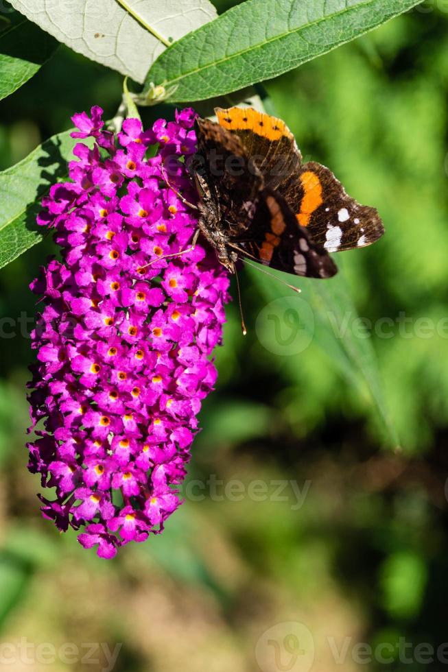 buddleja davidii le buisson aux papillons photo