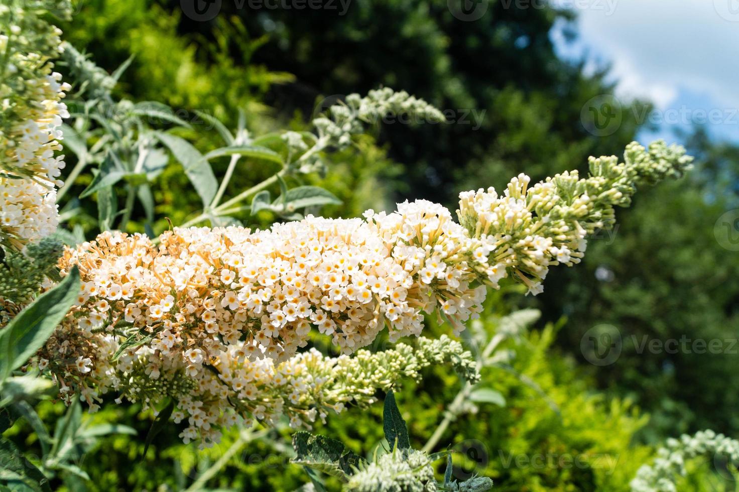 buddleja davidii le buisson aux papillons photo