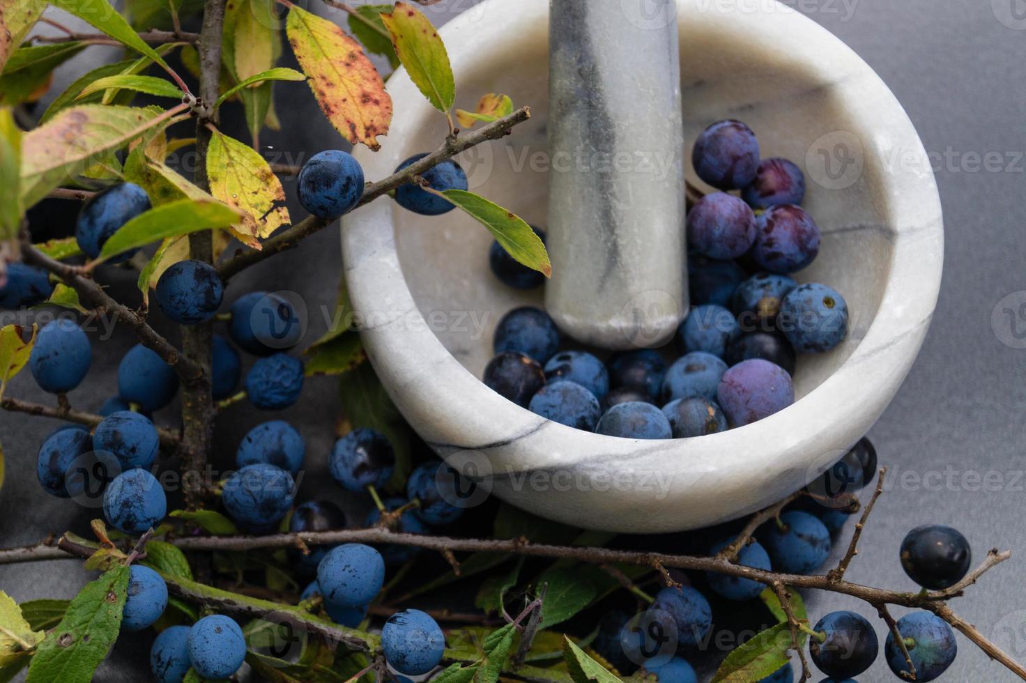 fruits du prunellier photo