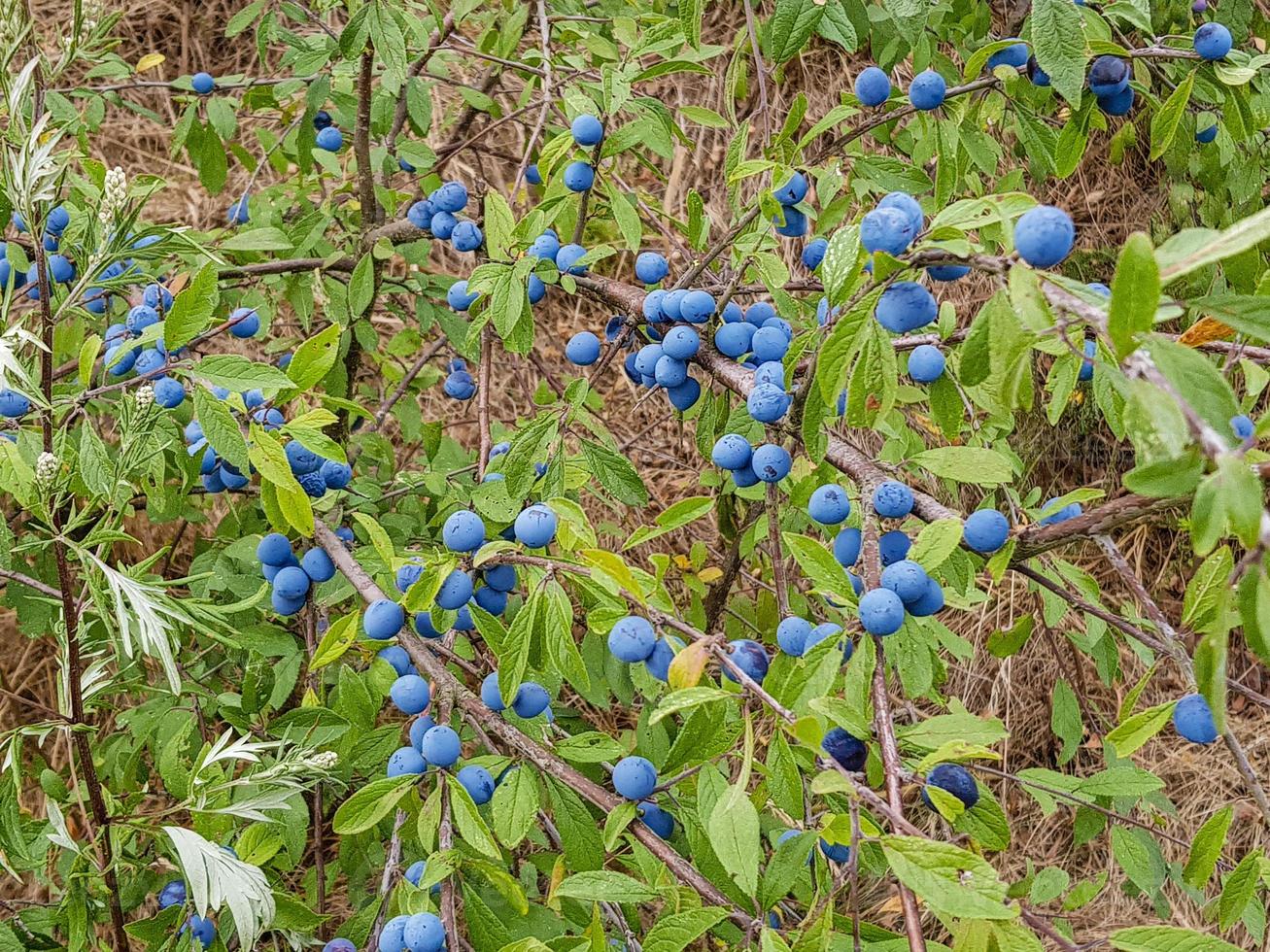 fruits du prunellier photo