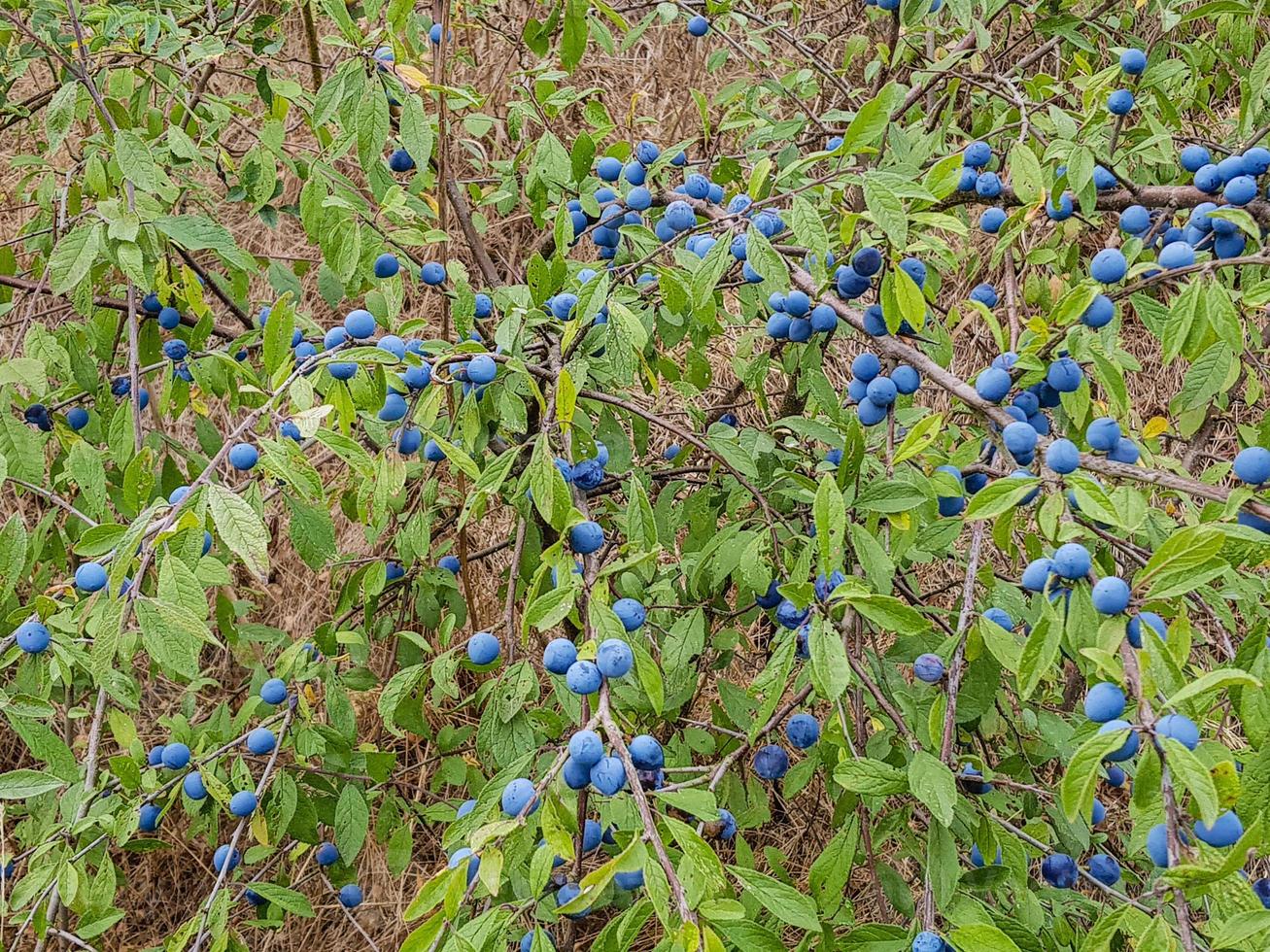 fruits du prunellier photo