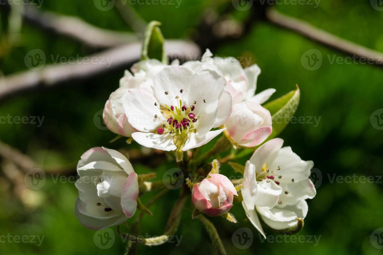 arbres fruitiers en fleurs dans le vieux pays près de hambourg allemagne photo