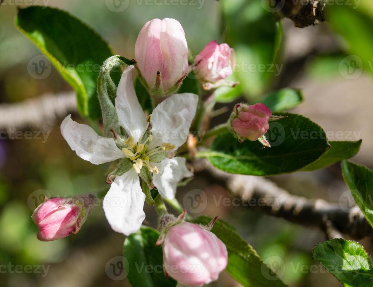 arbres fruitiers en fleurs dans le vieux pays près de hambourg allemagne photo