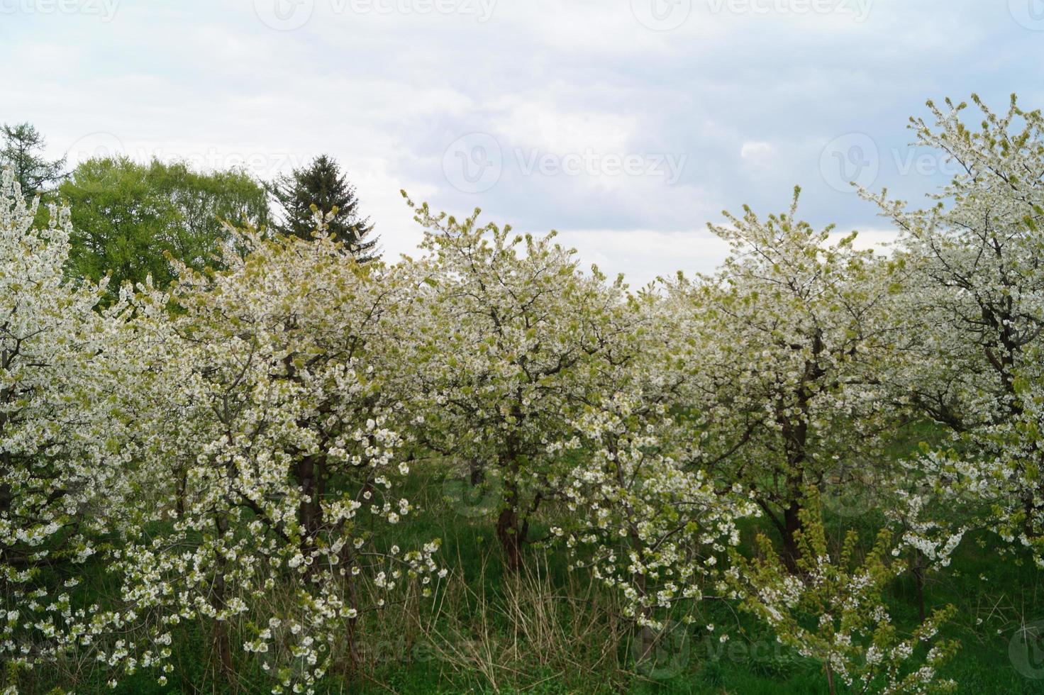 arbres fruitiers en fleurs dans le vieux pays près de hambourg allemagne photo