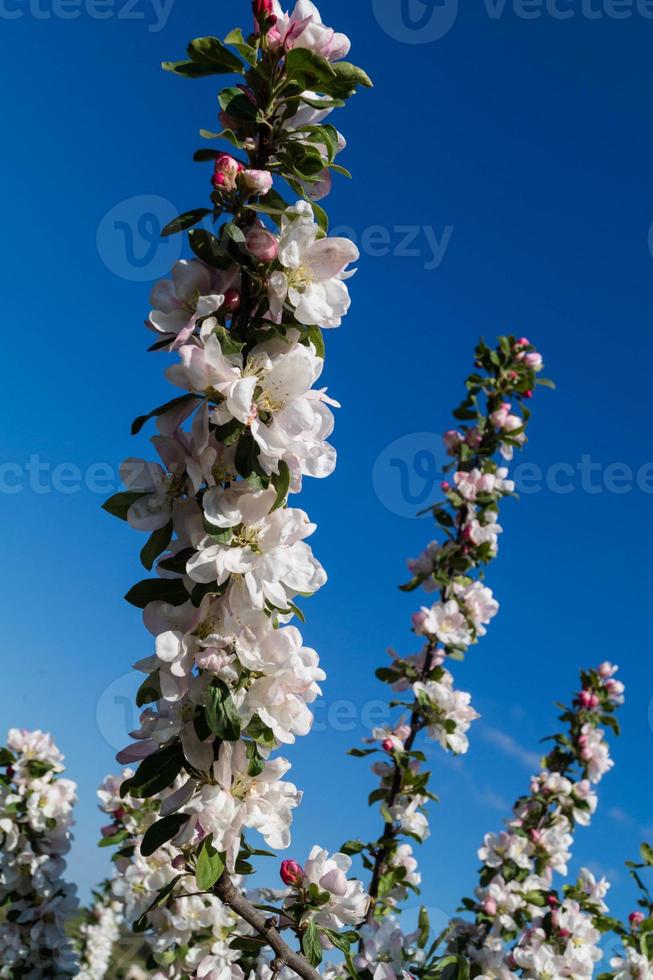 arbres fruitiers en fleurs dans le vieux pays près de hambourg allemagne photo