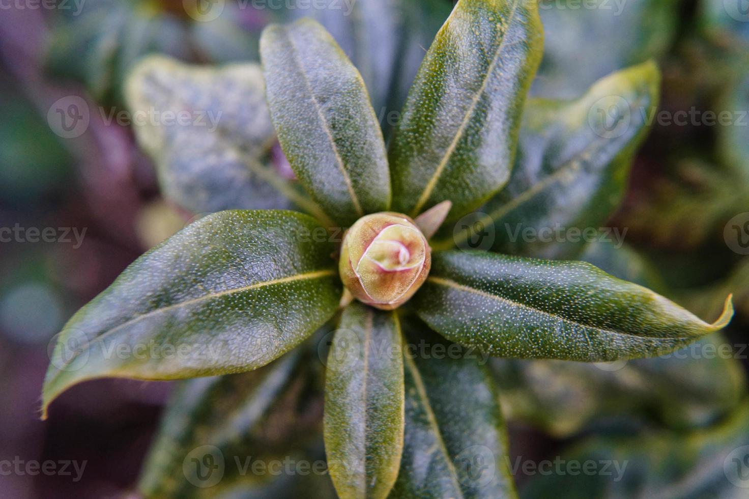 Rhododendron azalée fleurit au printemps photo