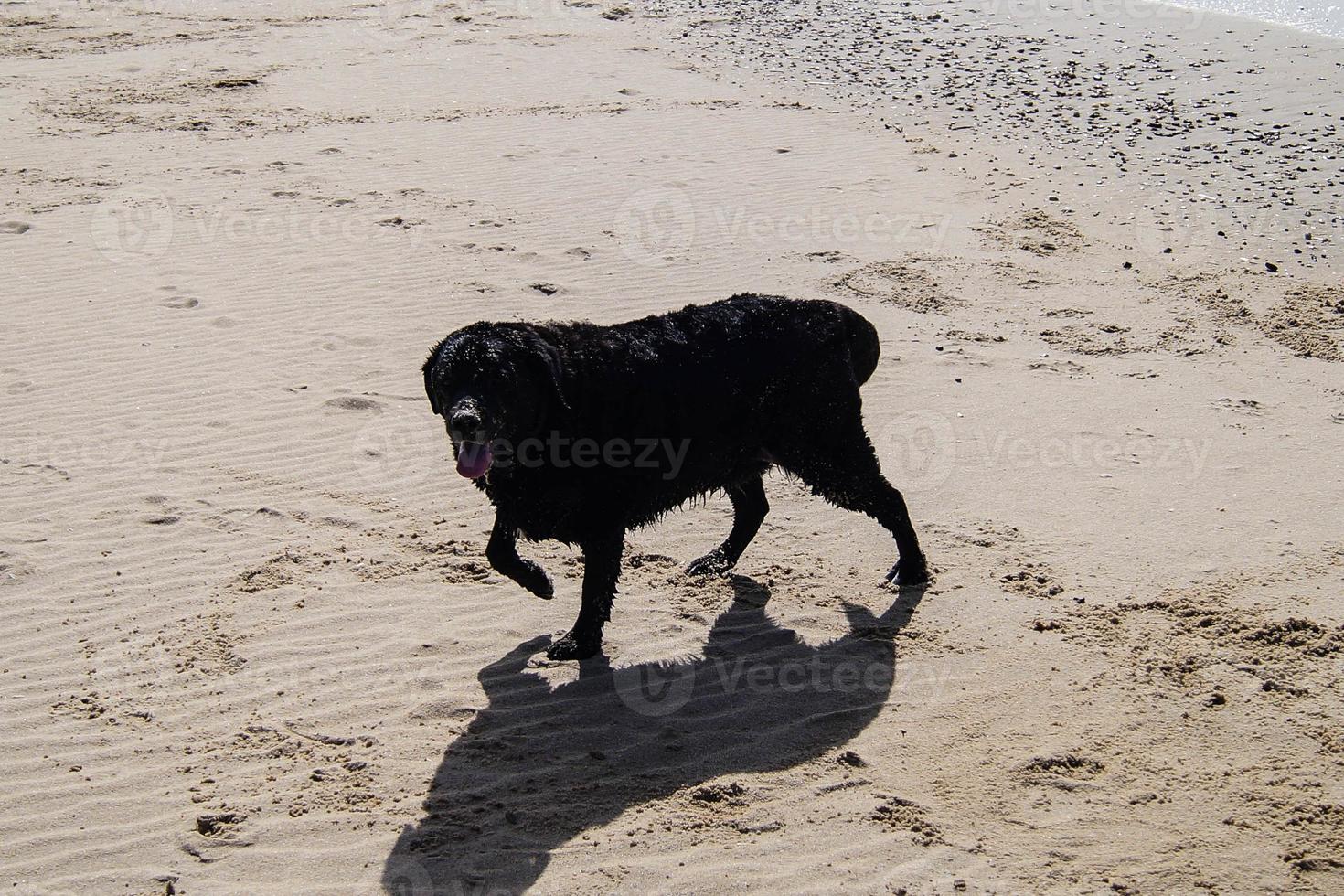 le labrador retriever noir joue sur la plage de blavand danemark photo