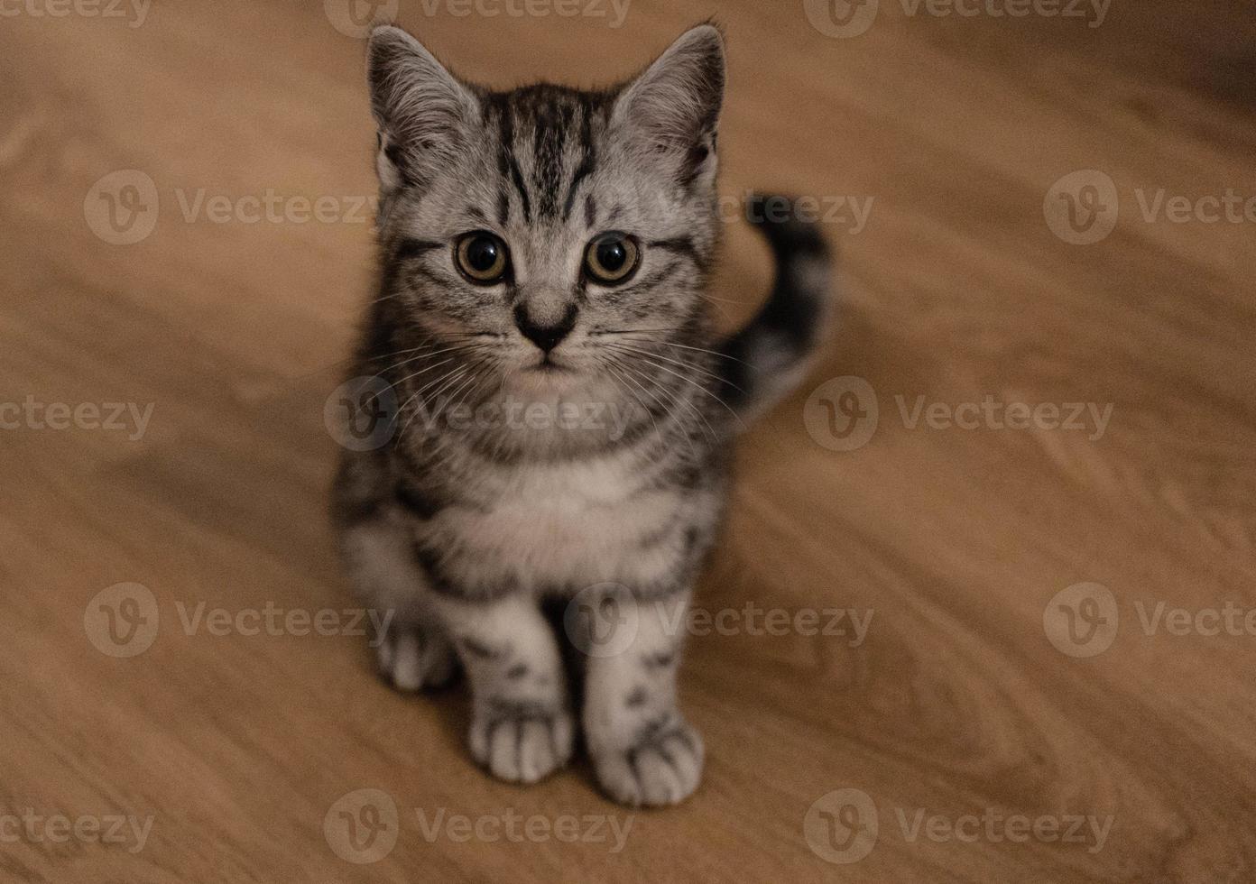 chat britannique à poils courts gris photo