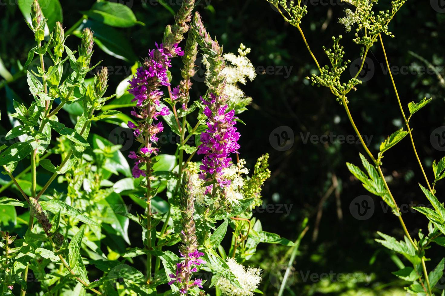 salicaire - lythrum salicaria photo