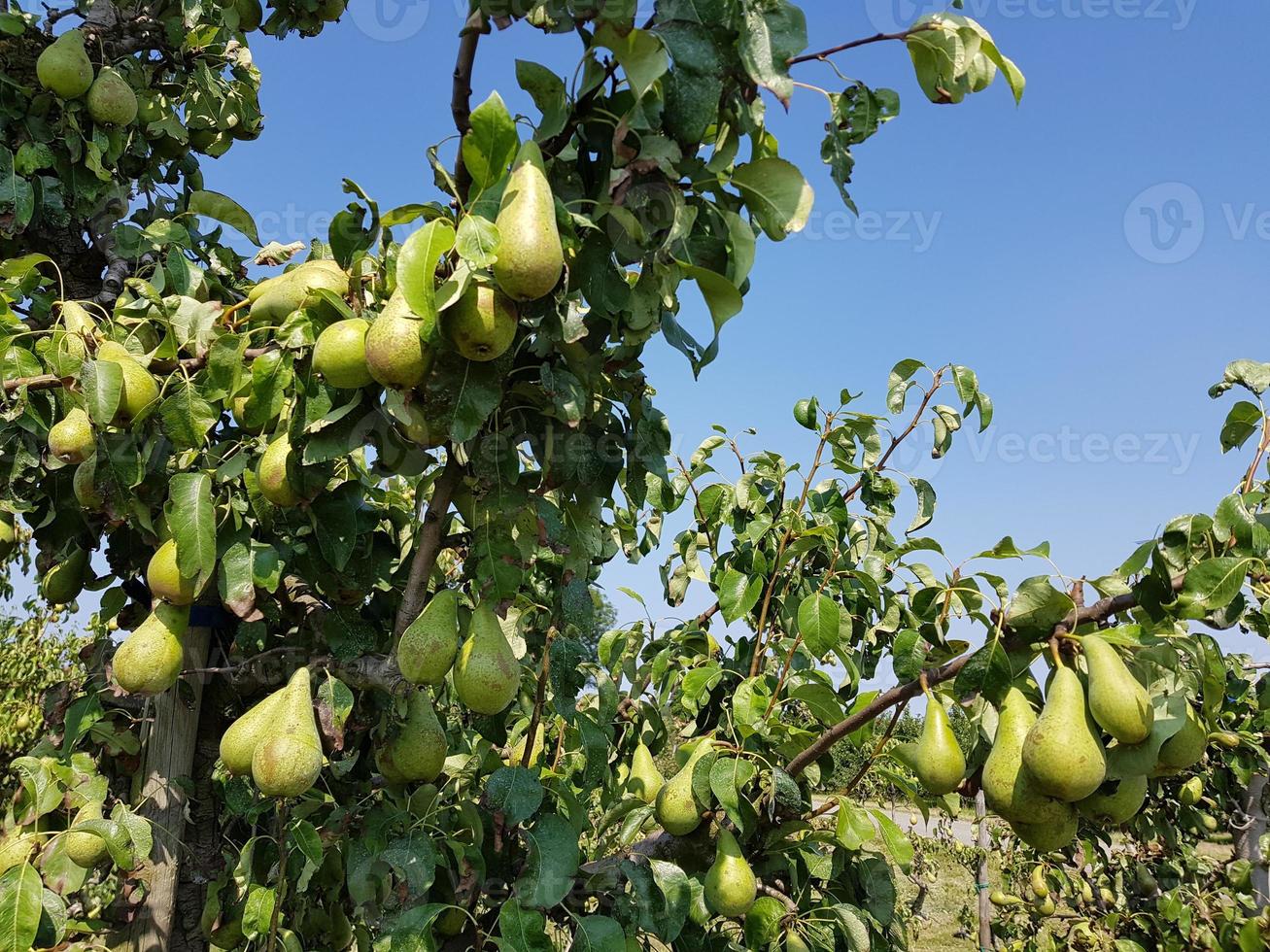 plantage de poires dans la vieille terre de hambourg photo