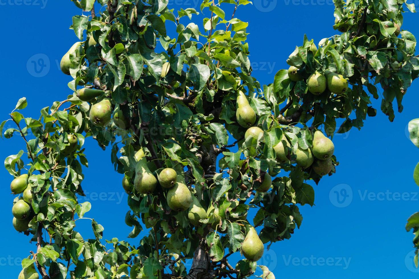 plantage de poires dans la vieille terre de hambourg photo