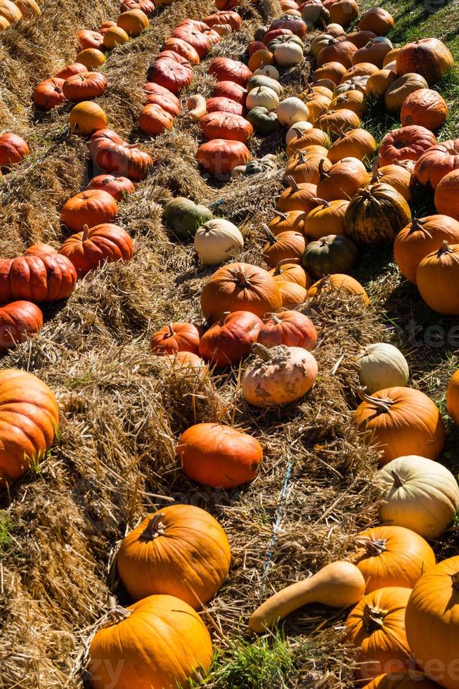 citrouilles sur un marché de producteurs photo