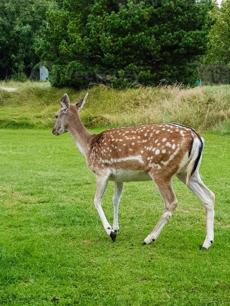 à blavand, des cerfs sauvages mais confiants viennent se nourrir dans les maisons de vacances photo