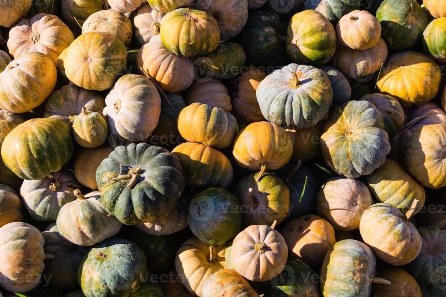 citrouilles sur un marché de producteurs photo