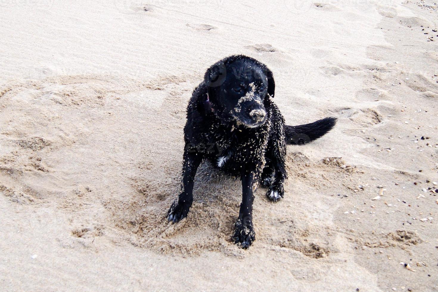 le labrador retriever noir joue sur la plage de blavand danemark photo