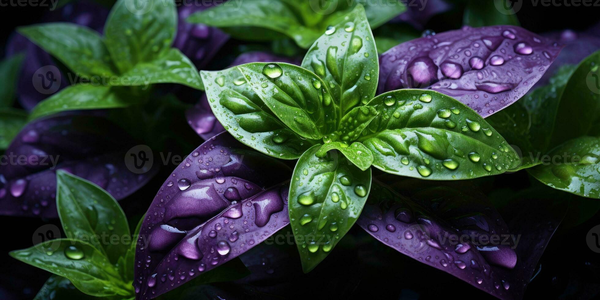 magnifique basilic fermer. rosée gouttes sur feuilles. vert et violet basilic. génératif ai photo