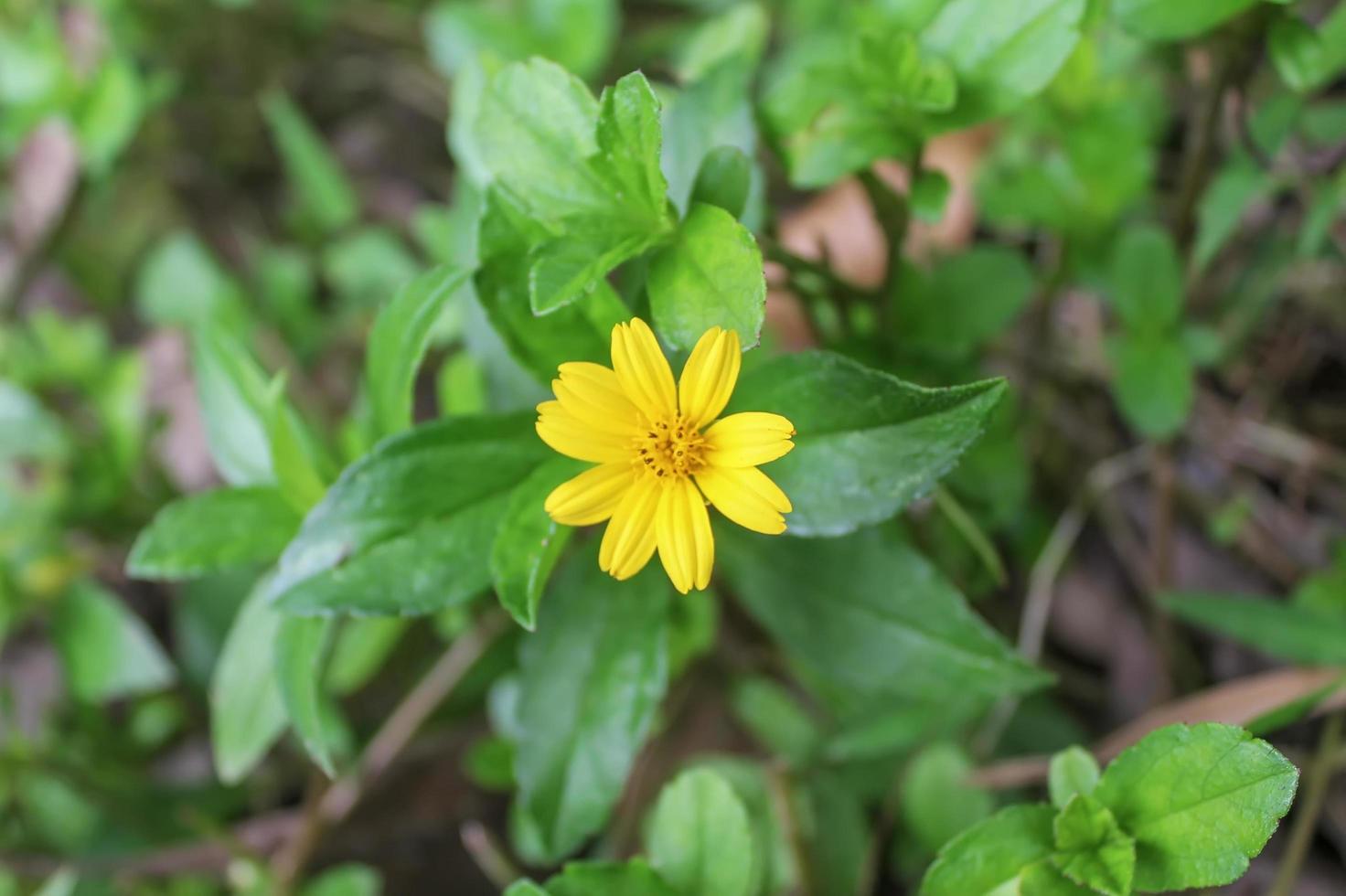 gros plan de belles fleurs jaunes photo