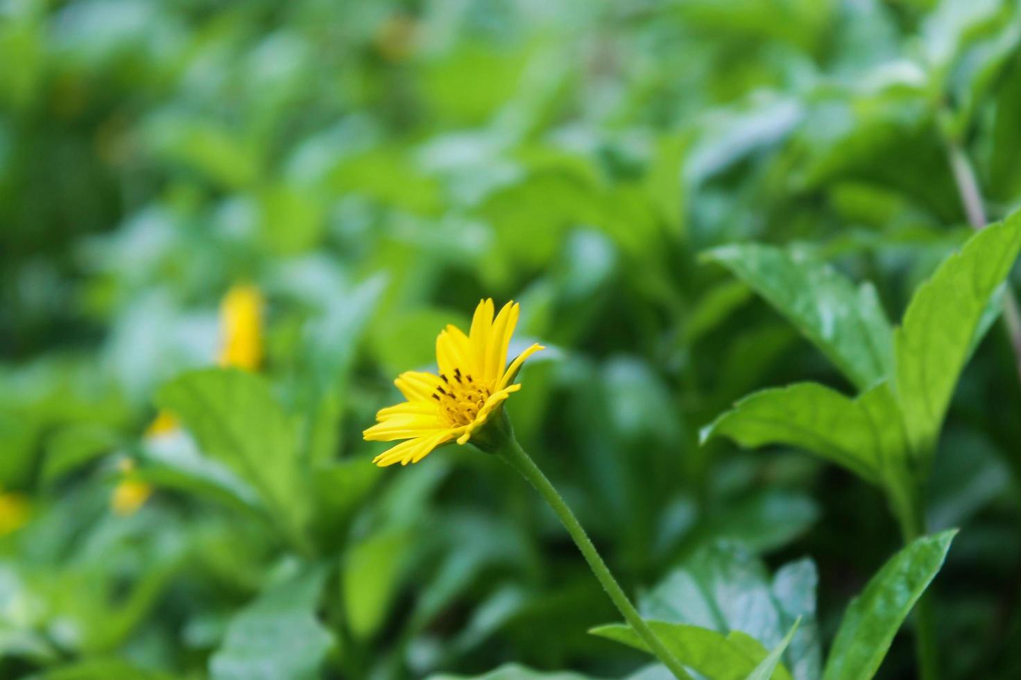 gros plan de plante sauvage avec de belles fleurs jaunes photo