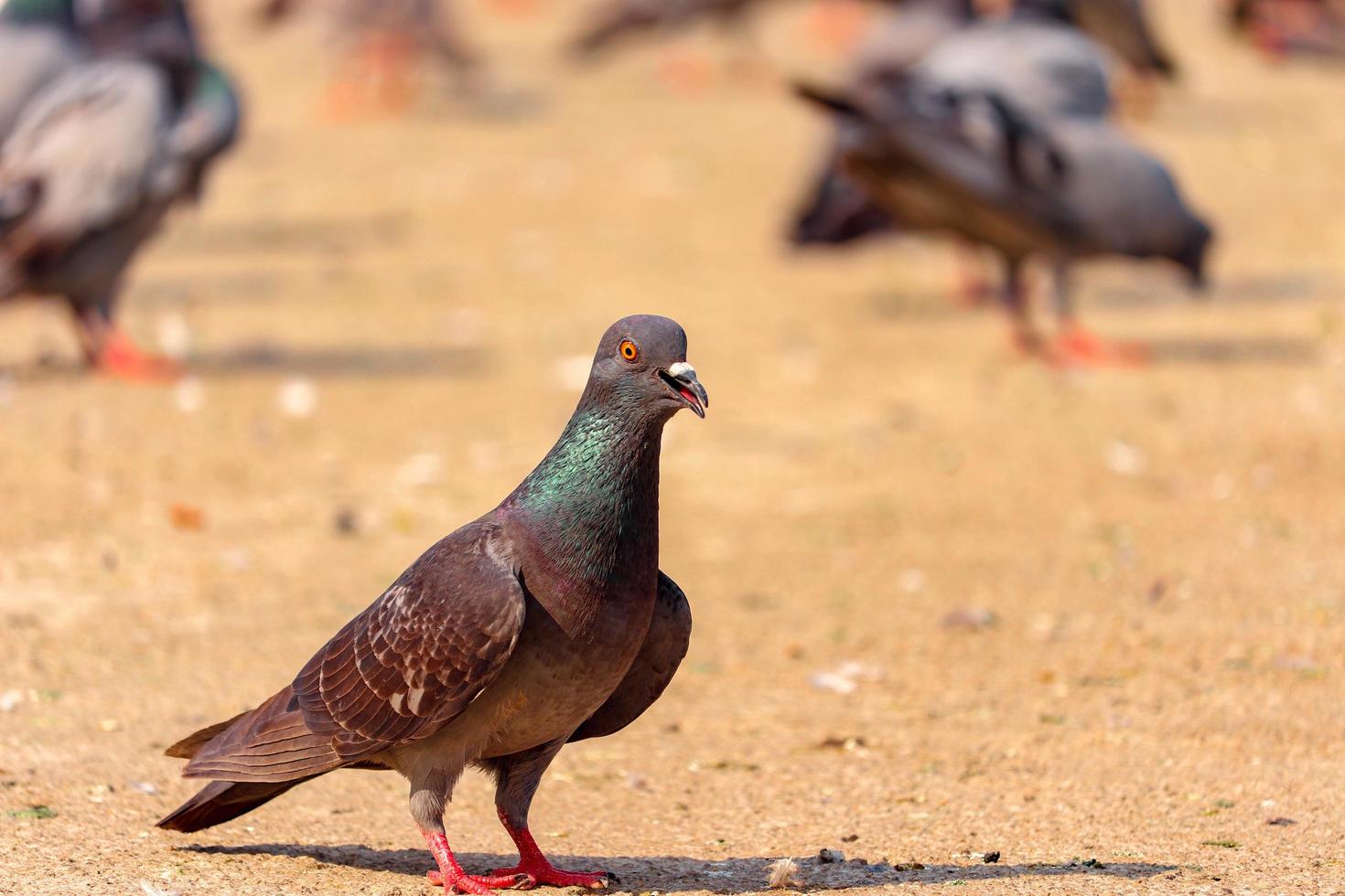 pigeon au sol photo