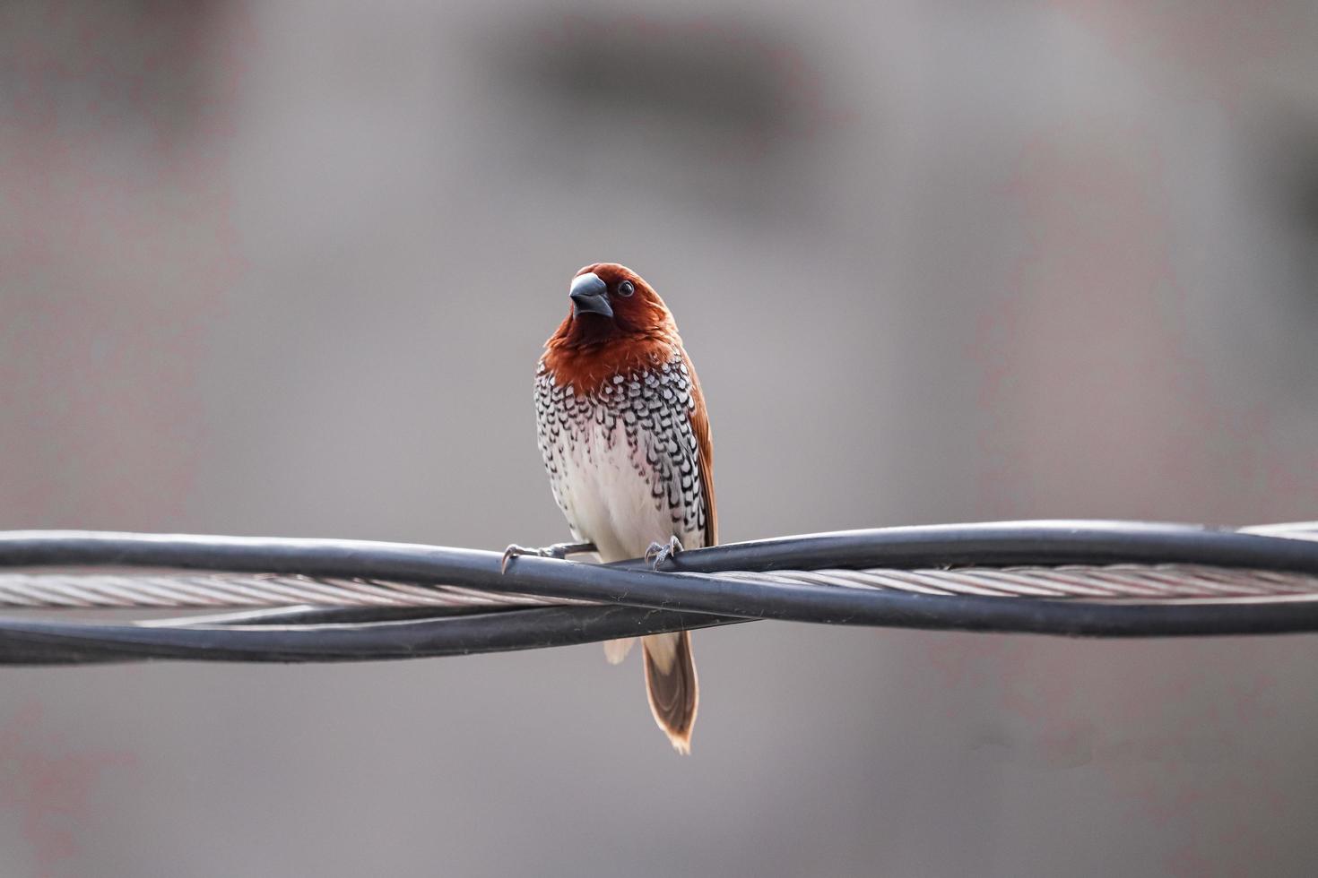 petit oiseau assis sur un fil photo