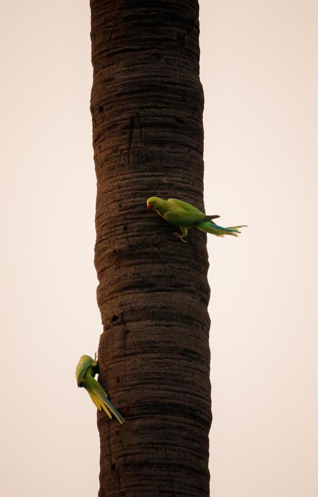 perroquets sur une branche d'arbre photo