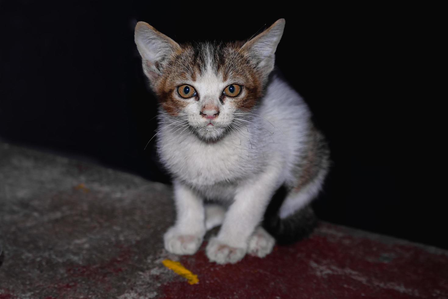 bébé chat assis sur les marches , à la maison , regardant la caméra photo