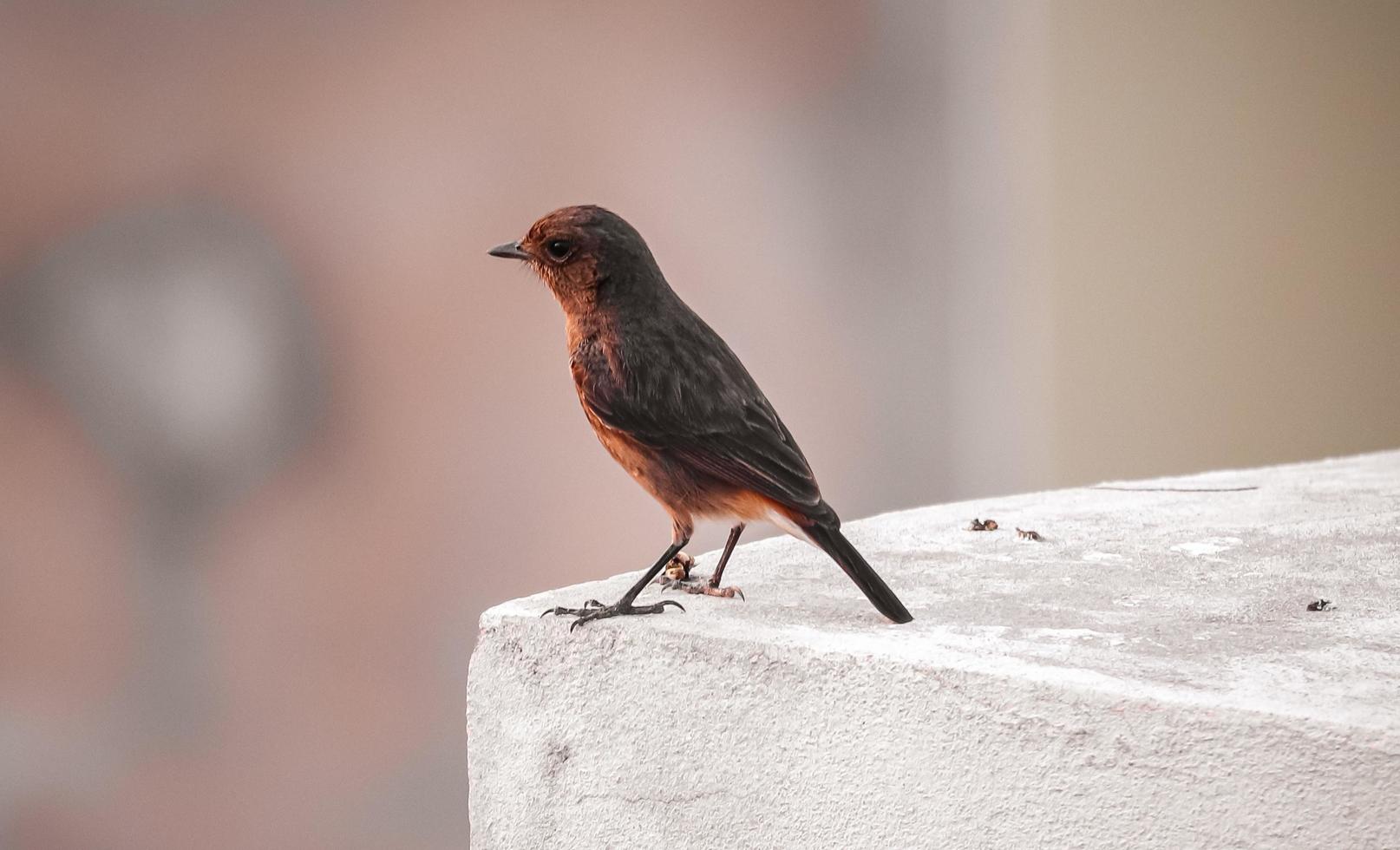 oiseau assis sur le mur photo