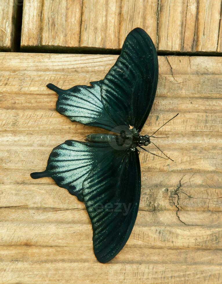 le beauté de le couleurs et modèle de une papillon photo