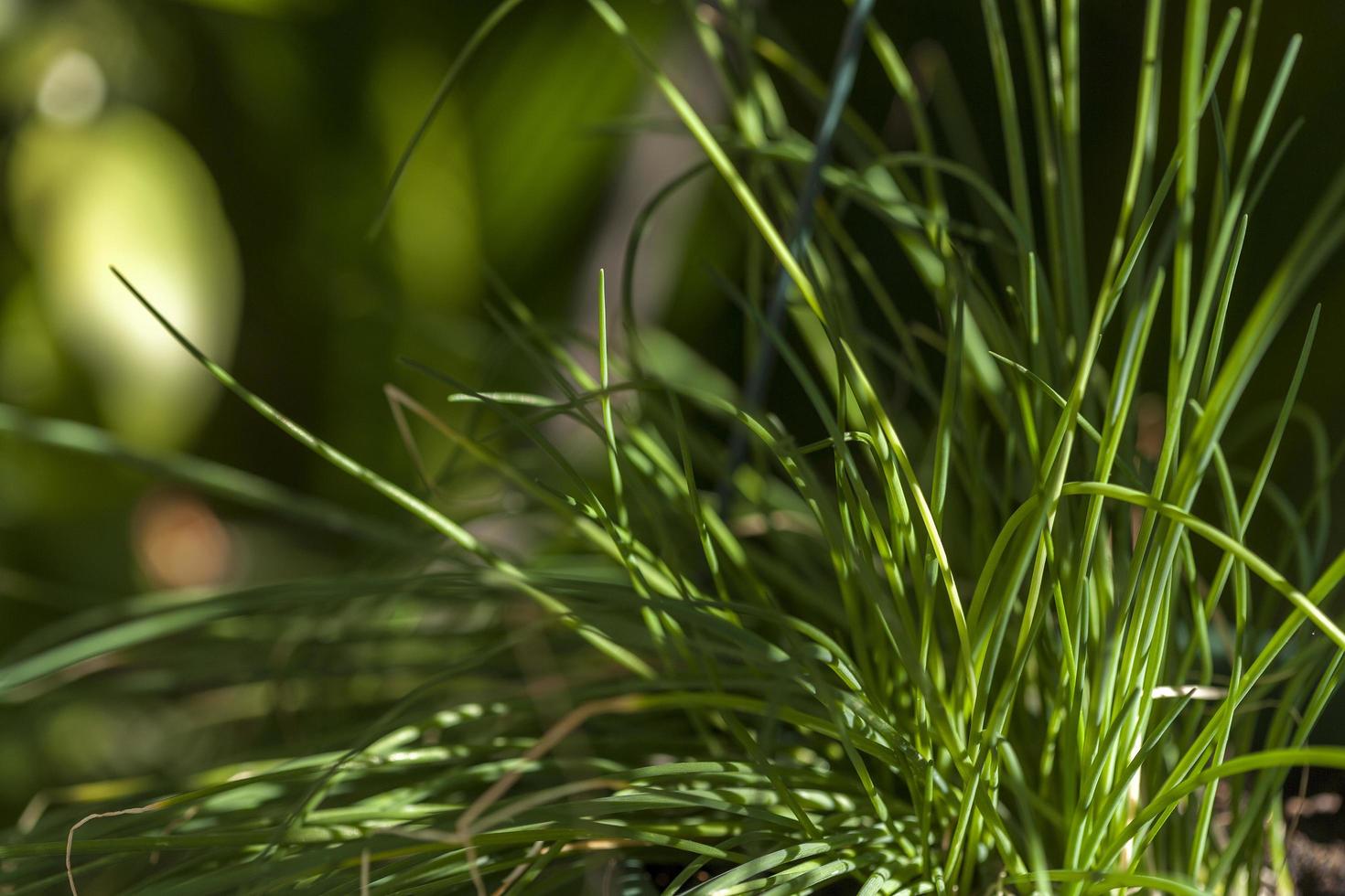 herbes de ciboulette dans le potager, madrid espagne photo