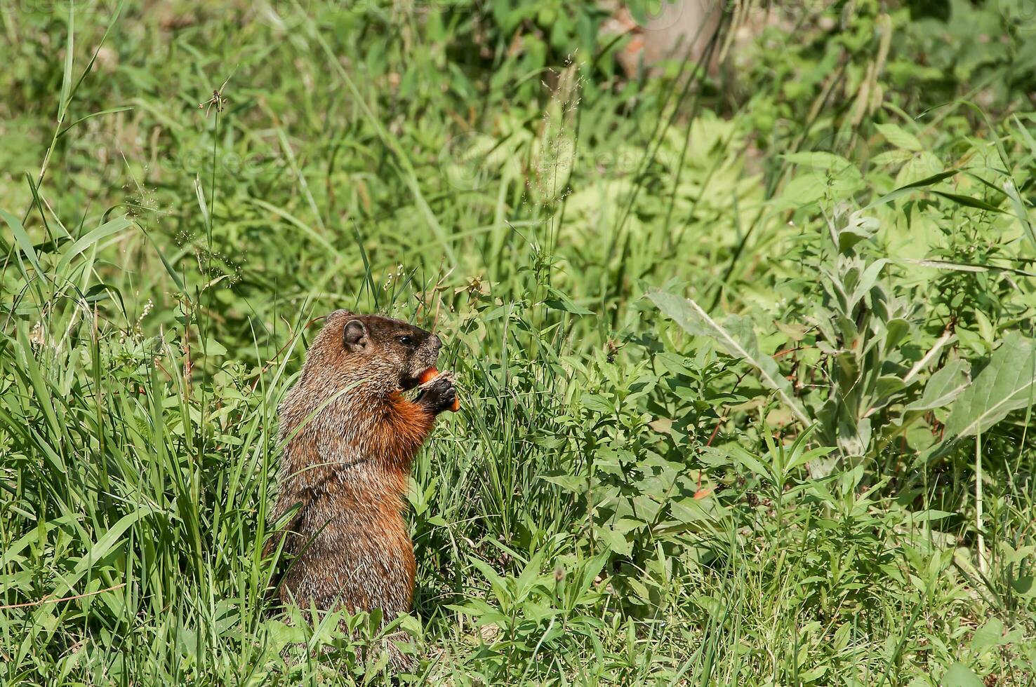 marmotte dans une la nature réserve dans Canada photo