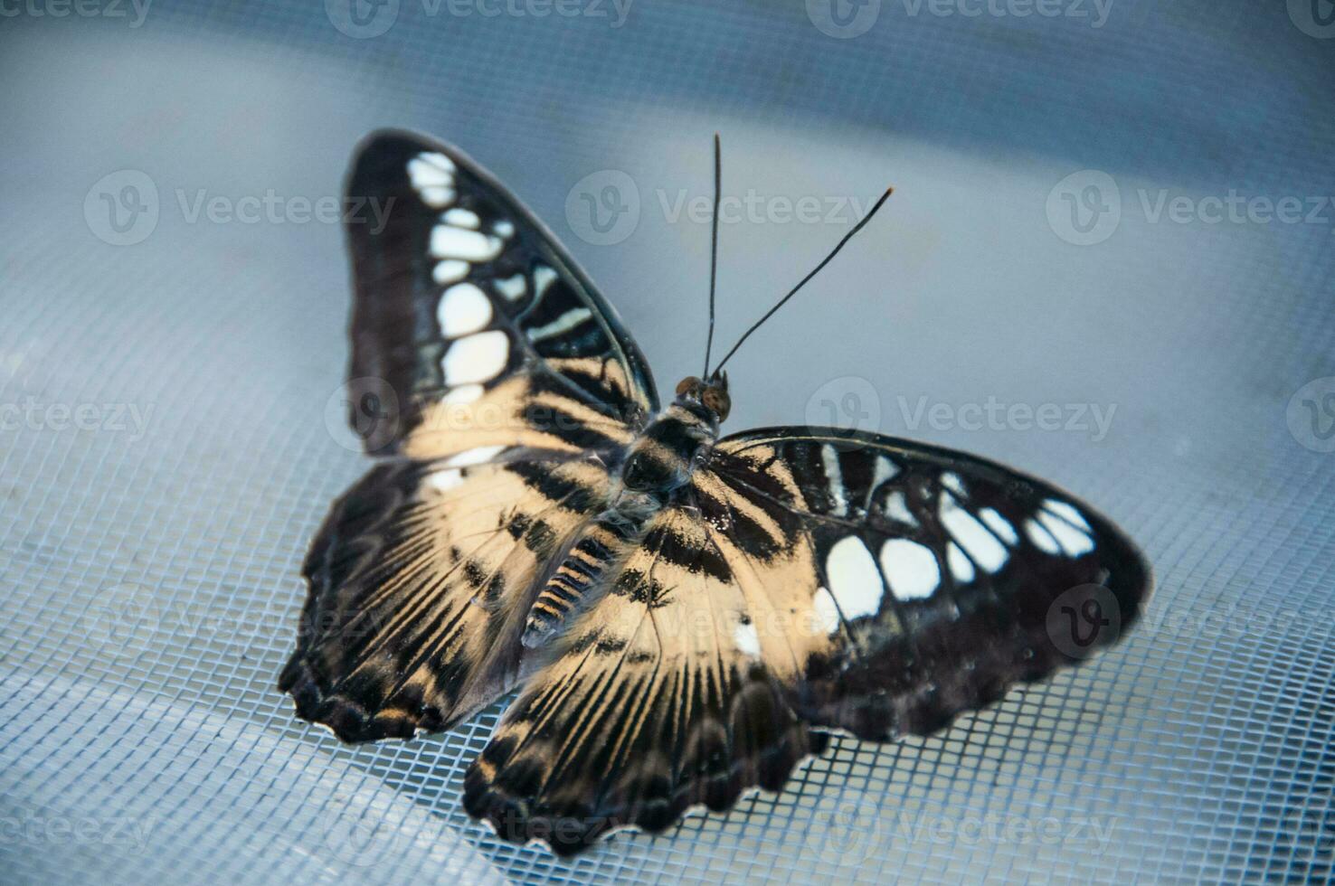 le beauté de le couleurs et modèle de une papillon photo