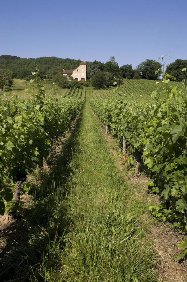 vignobles de la vallée du lot, province du lot, france photo