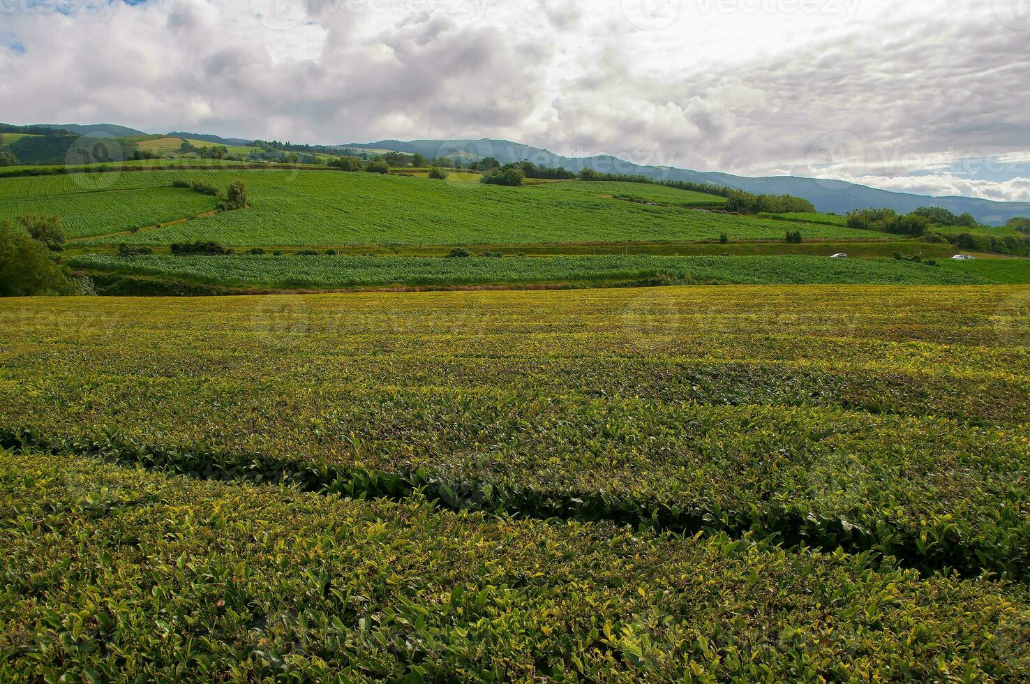 thé plantation champ dans Açores photo