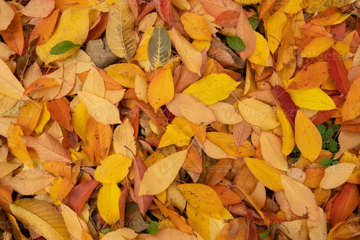 Orange Jaune l'automne feuilles Haut voir. l'automne saison esthétique Naturel Contexte photo