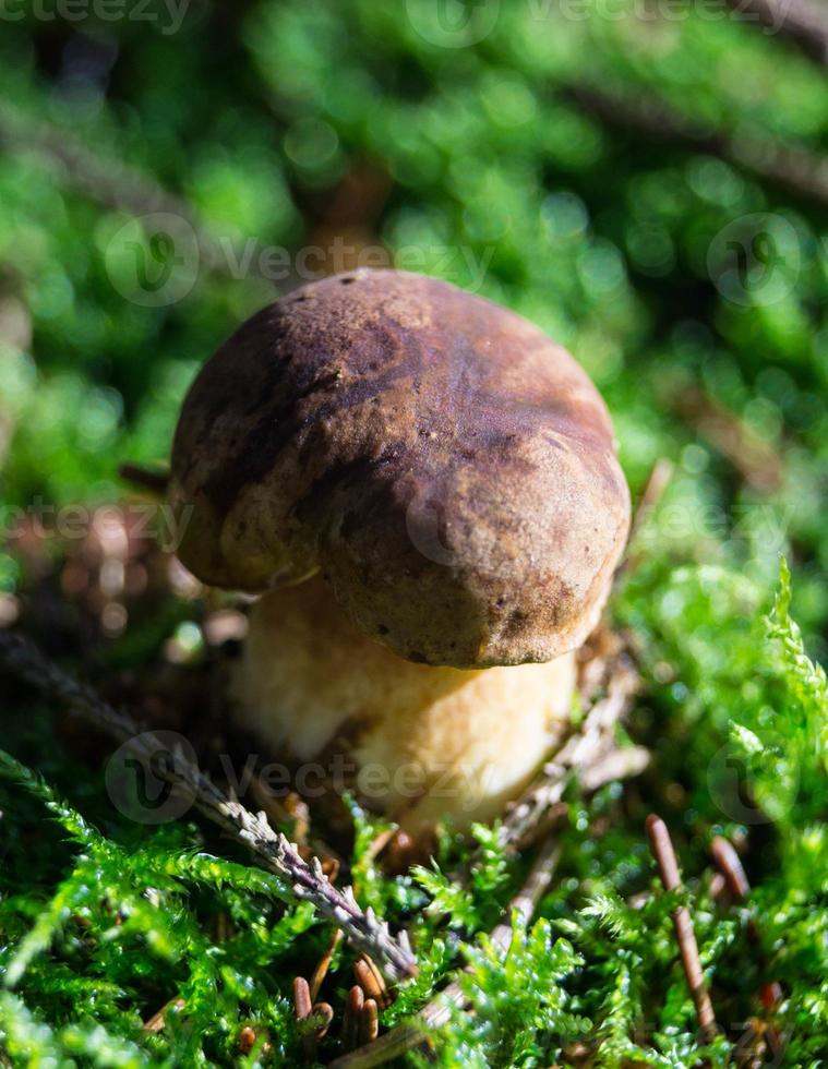 champignons du sol d'une forêt photo