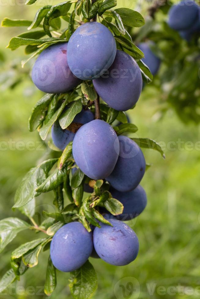 prune - prunus domestica à côté de hambourg photo